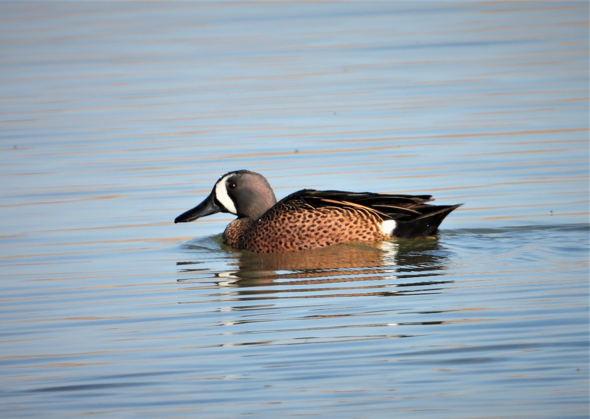 Blue-winged Teal - ML438227601