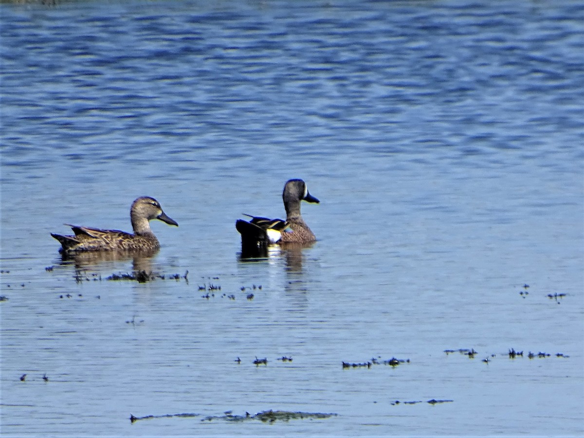 Blue-winged Teal - ML438228371