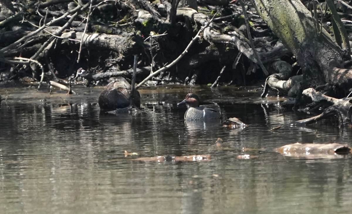Green-winged Teal - ML438229771
