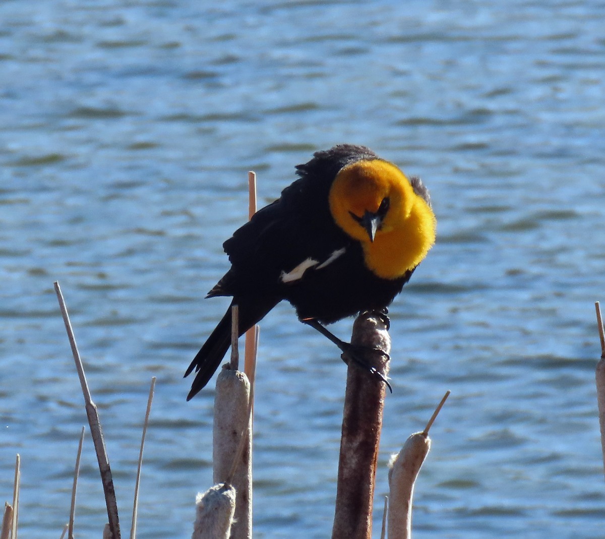 Yellow-headed Blackbird - ML438231881