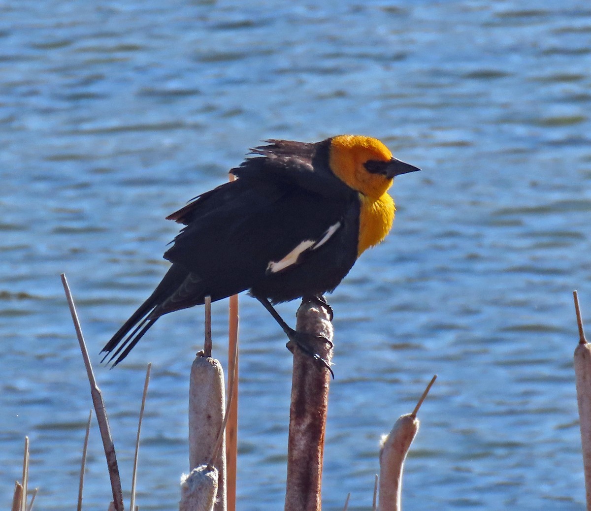 Yellow-headed Blackbird - ML438232171