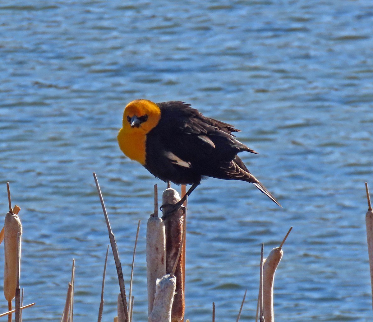 Yellow-headed Blackbird - ML438232421