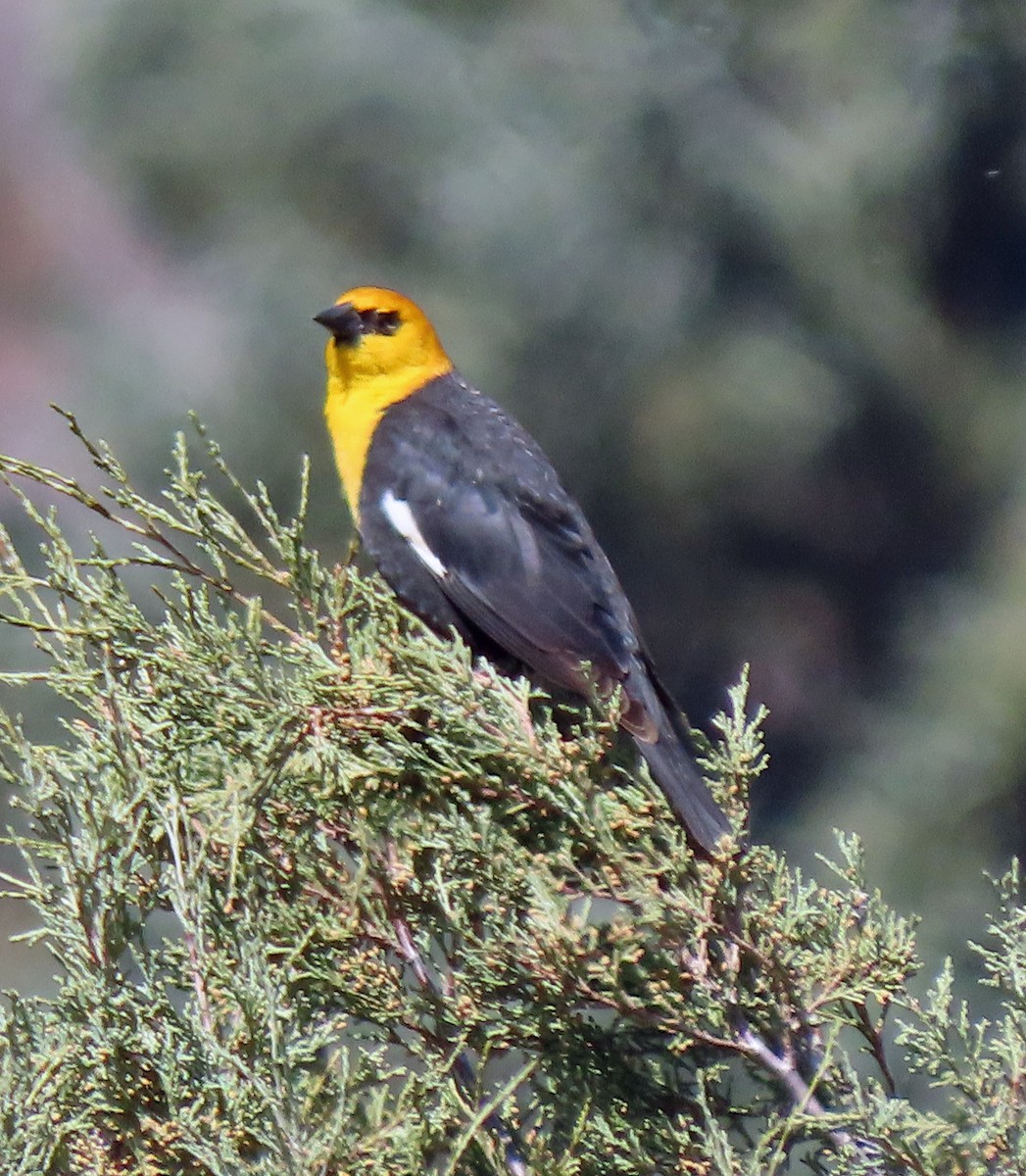 Yellow-headed Blackbird - ML438232431