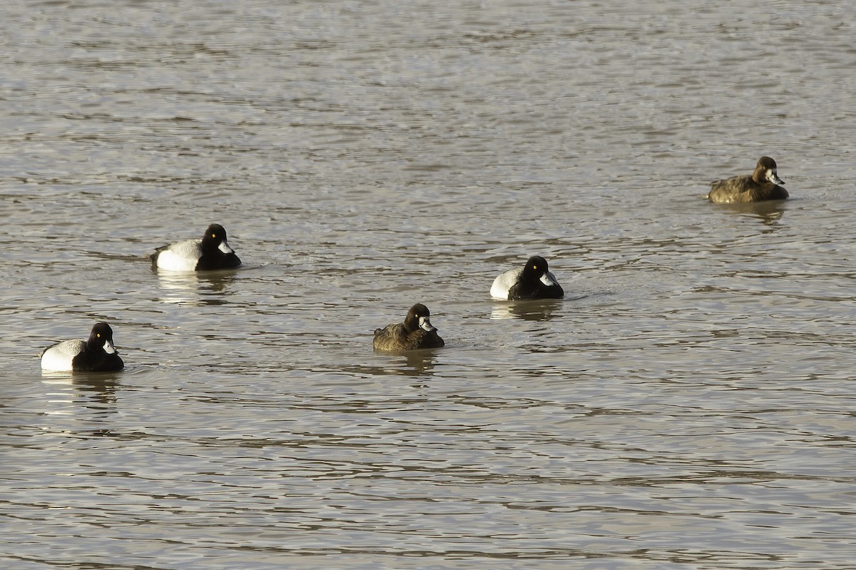 Greater Scaup - ML438234771
