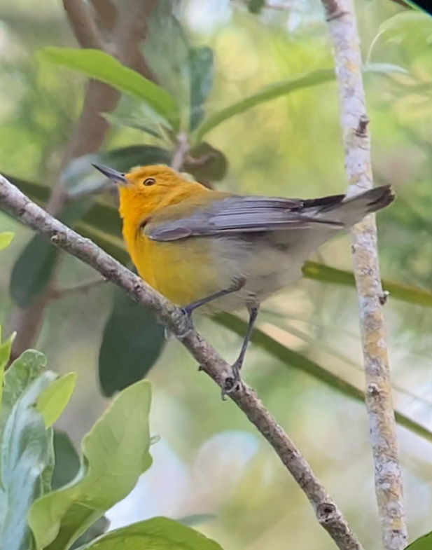 Prothonotary Warbler - ML438237151