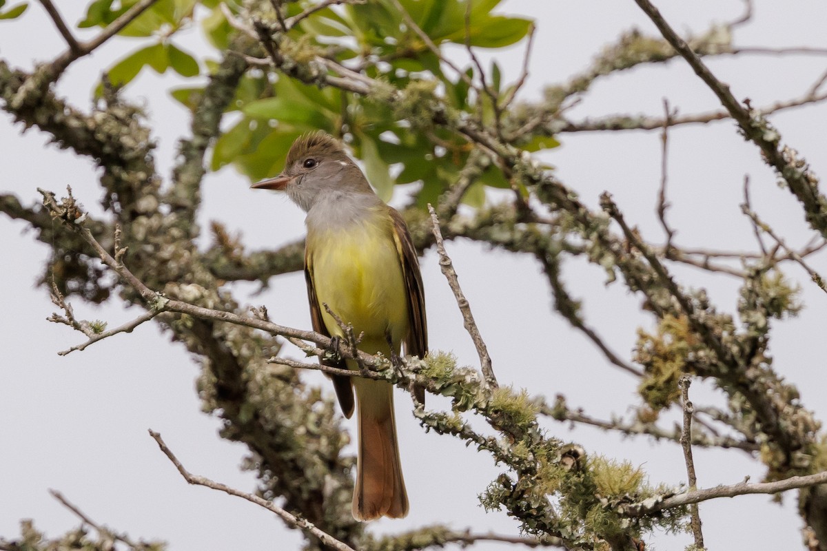 Great Crested Flycatcher - ML438243271