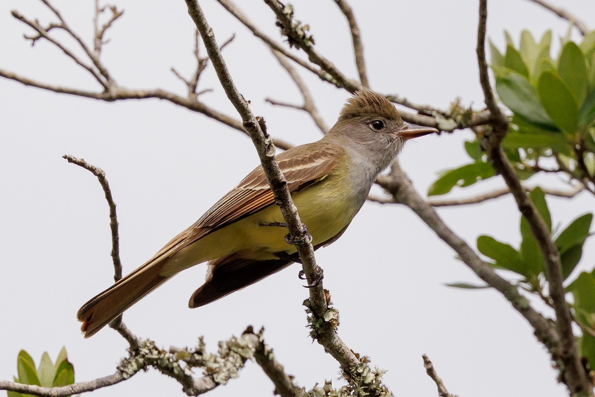 Great Crested Flycatcher - ML438243291