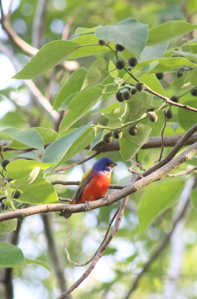 Painted Bunting - ML438248511
