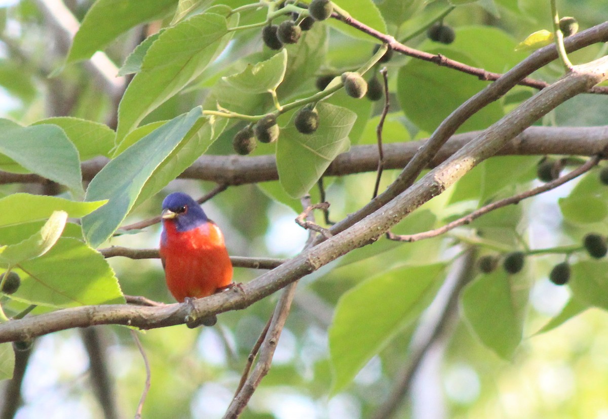 Painted Bunting - ML438248531