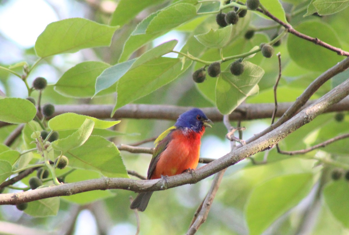 Painted Bunting - ML438248571