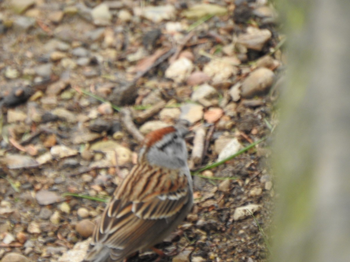 Chipping Sparrow - ML438254951