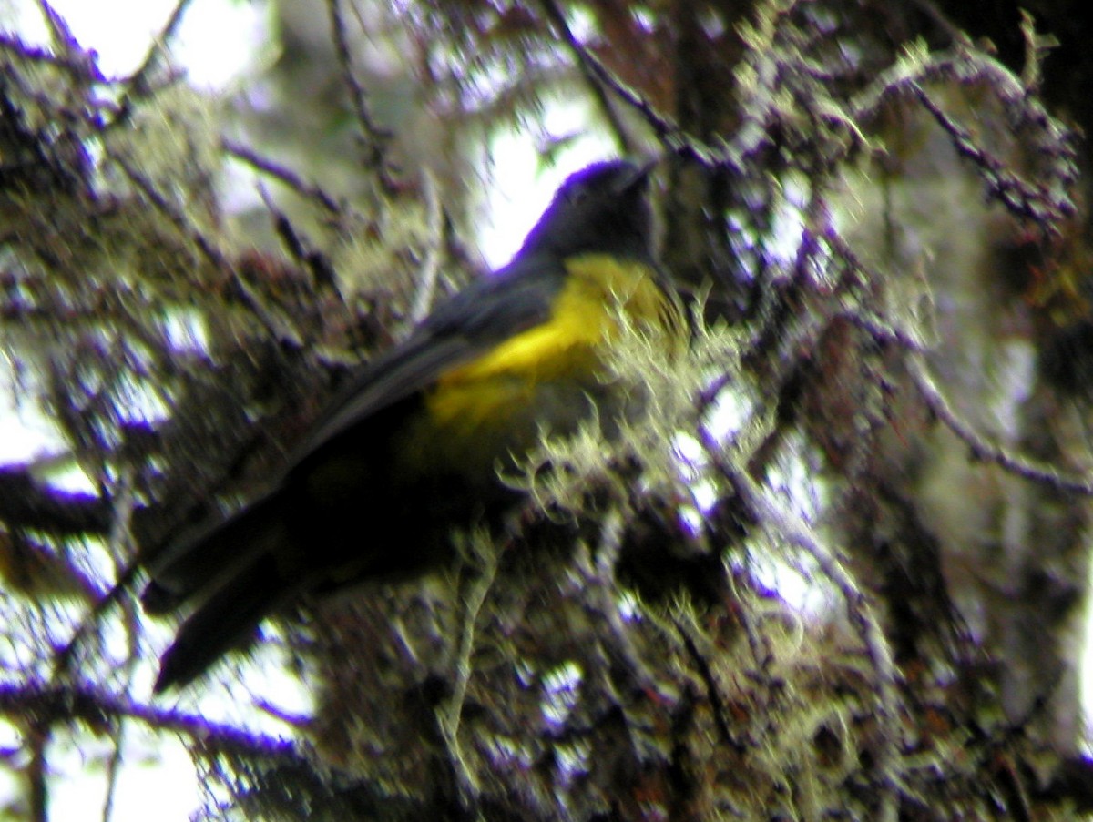 Black-and-yellow Silky-flycatcher - Kevin McGowan