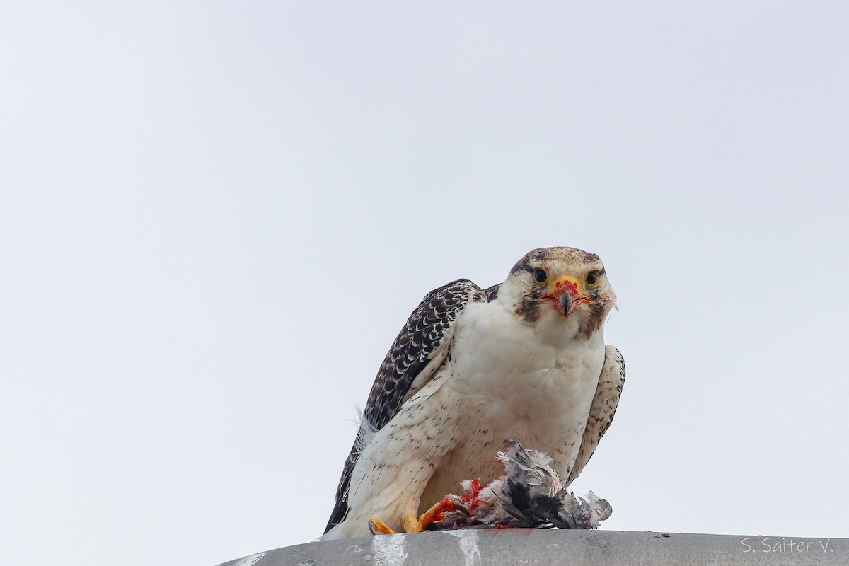 Peregrine Falcon (South American) - ML438259881