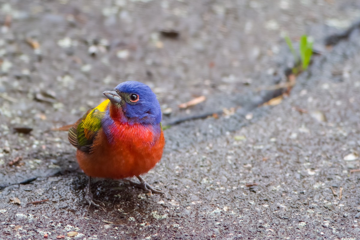 Painted Bunting - ML438264191