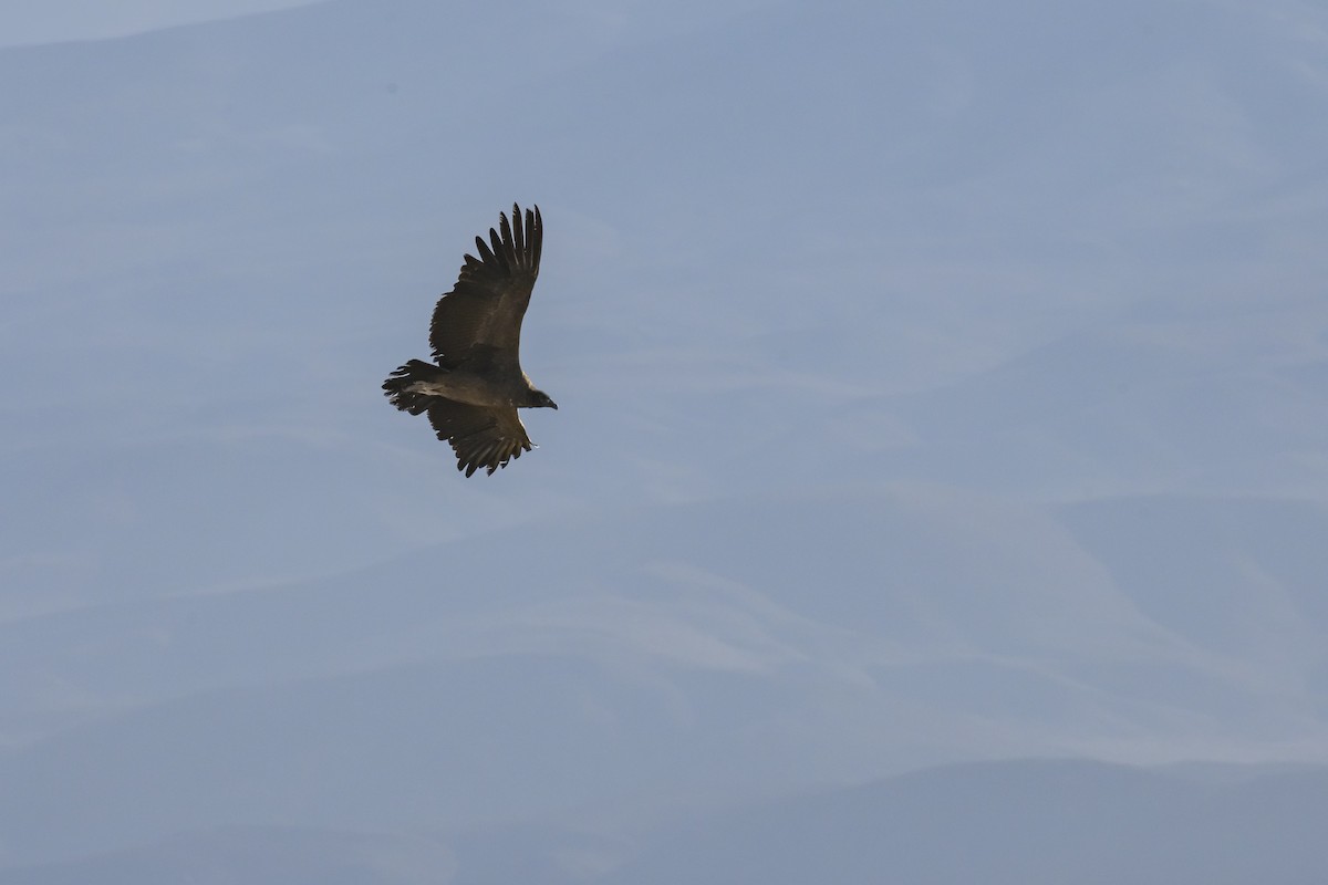 Andean Condor - Etienne Artigau🦩