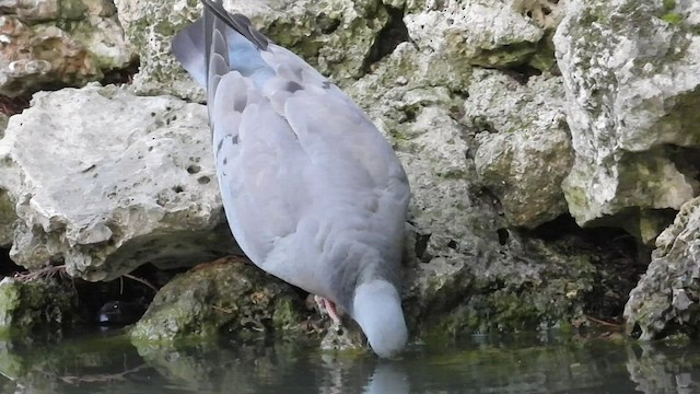 Pigeon colombin - ML438268171