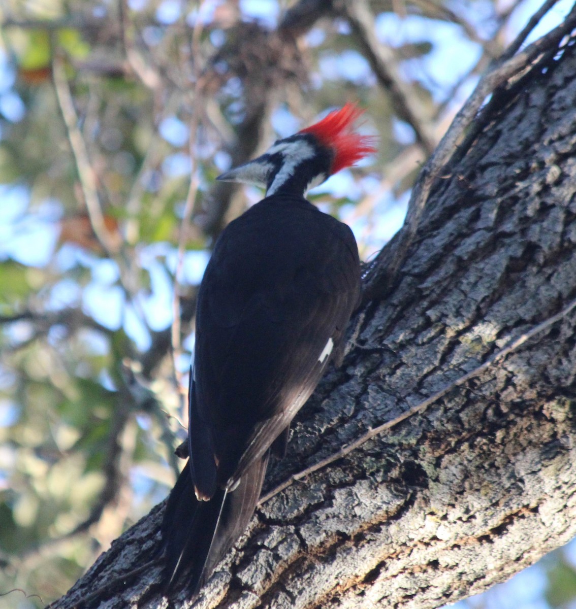 Pileated Woodpecker - ML43827041