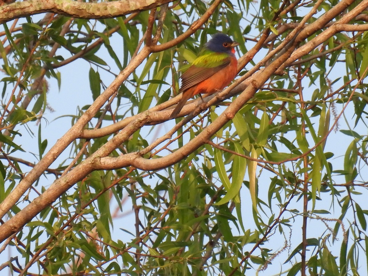 Painted Bunting - ML438283031