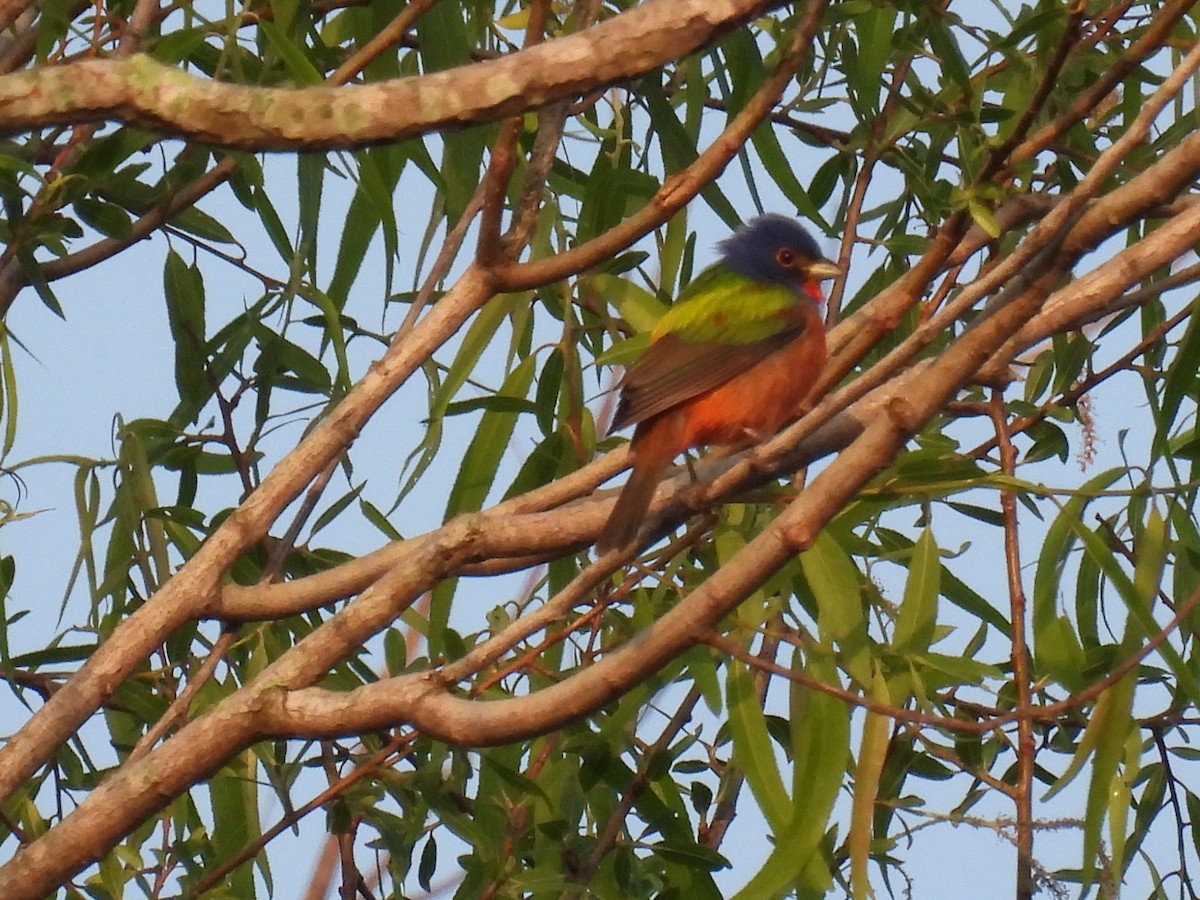 Painted Bunting - ML438283621