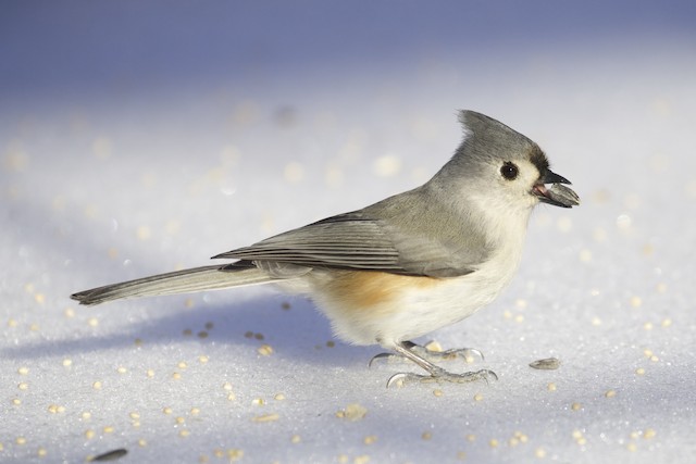 エボシガラ Ebird