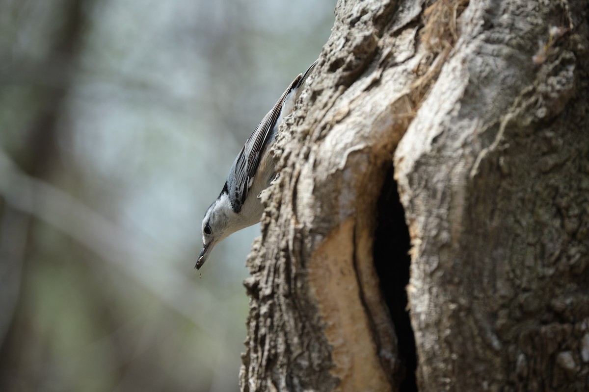 White-breasted Nuthatch - ML438287981