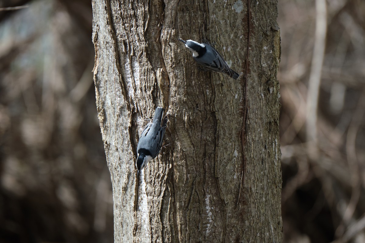 White-breasted Nuthatch - Tofer Carlson