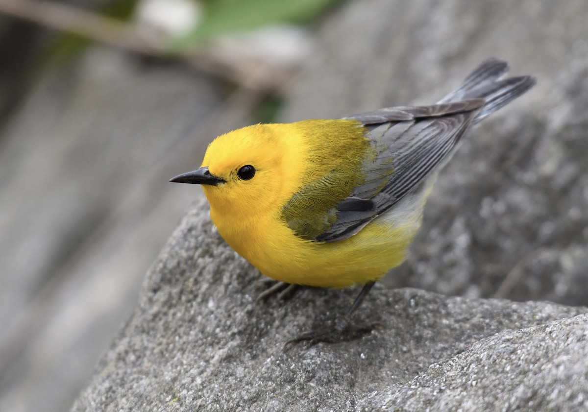 Prothonotary Warbler - ML438289981