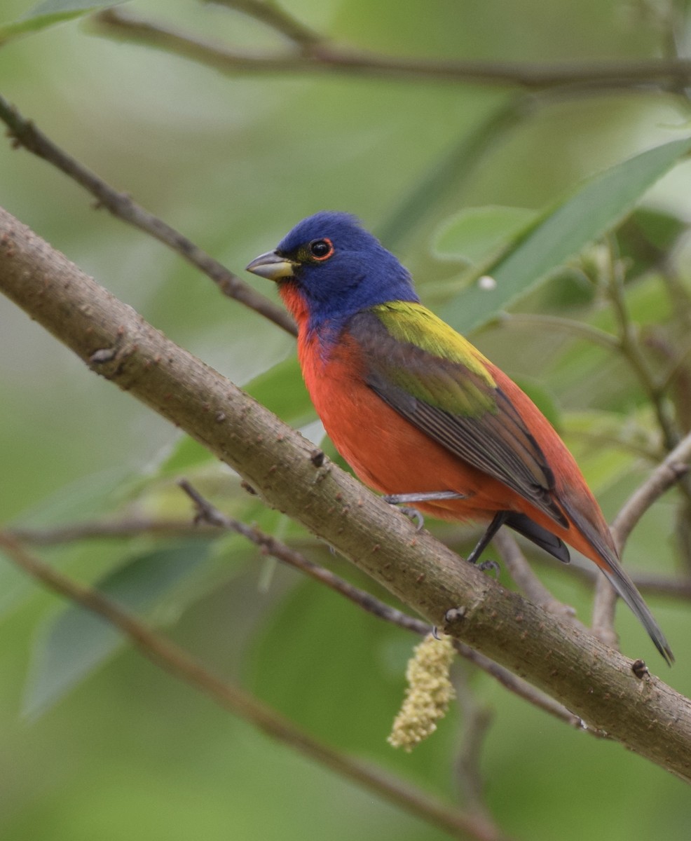 Painted Bunting - ML438297221