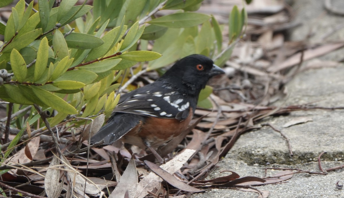 Spotted Towhee - ML438298111