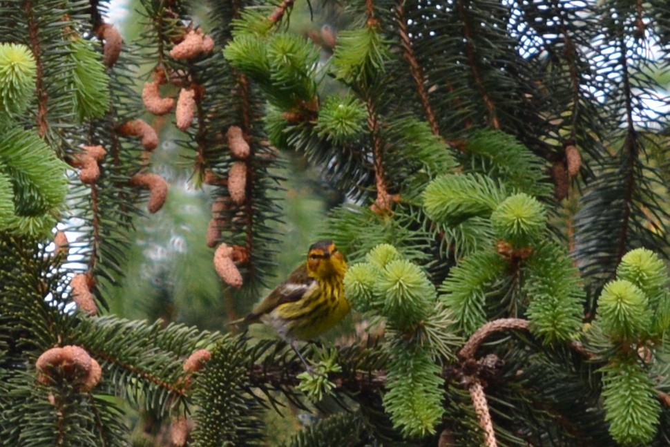 Cape May Warbler - ML43829971