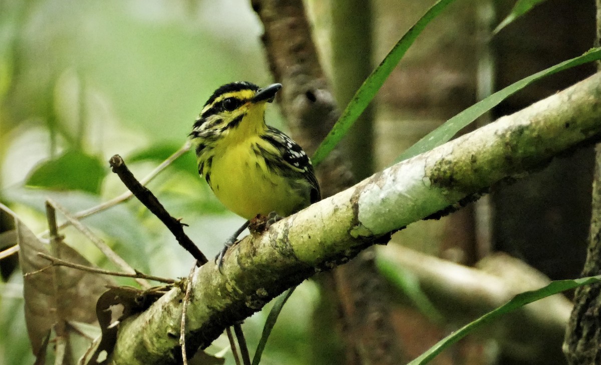 Yellow-browed Antbird - ML438302221