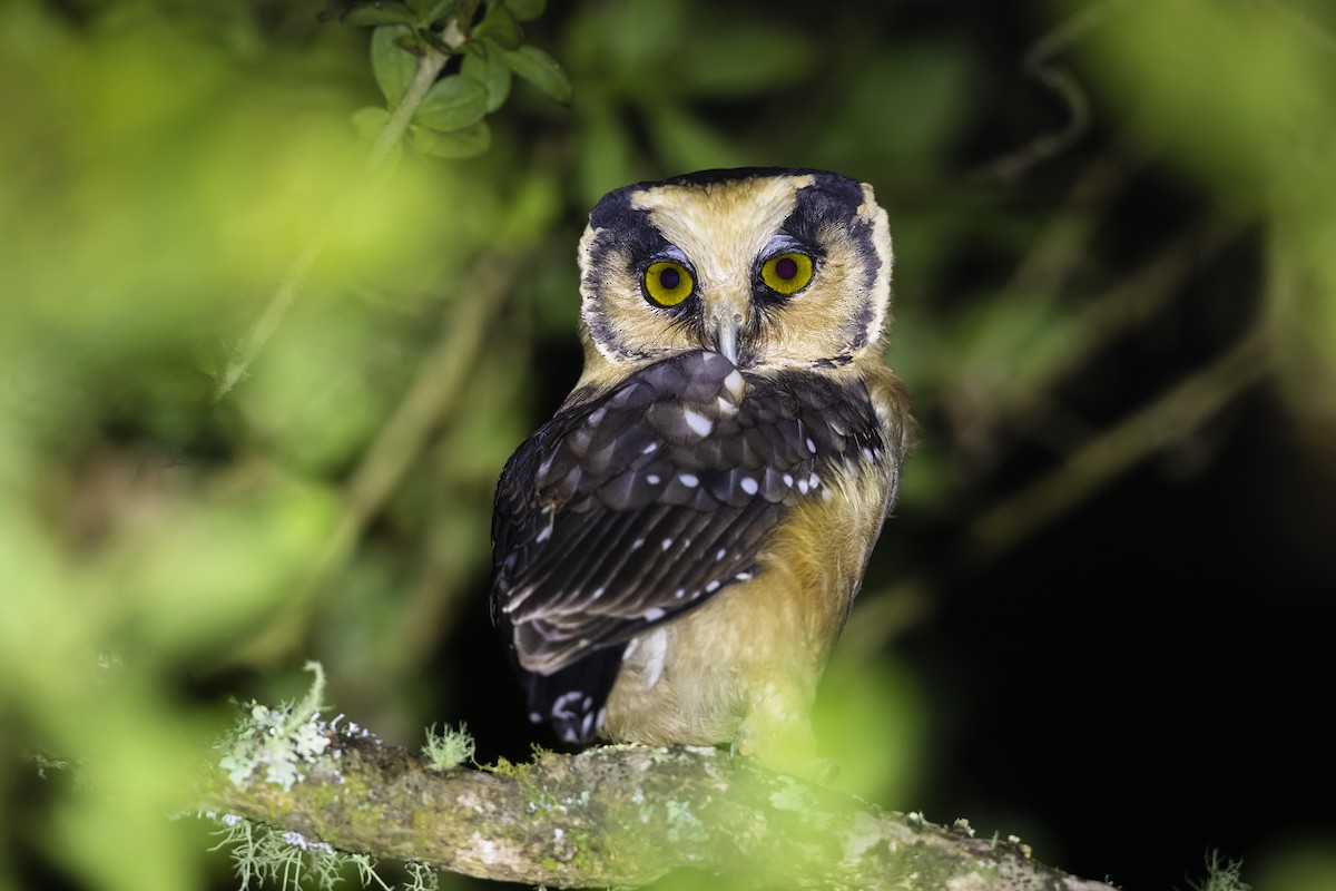 Buff-fronted Owl - ML438303991