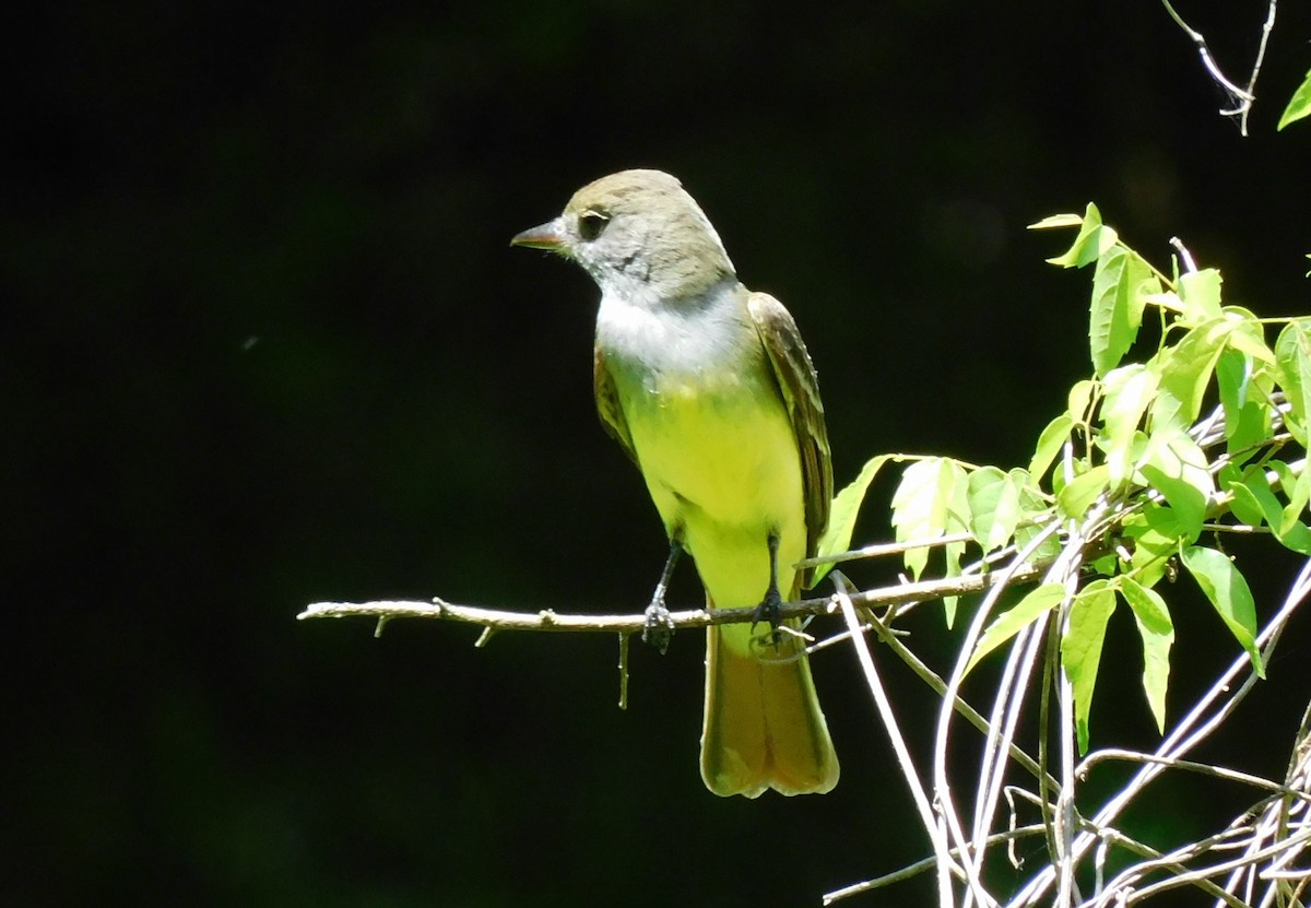 Great Crested Flycatcher - ML438305541