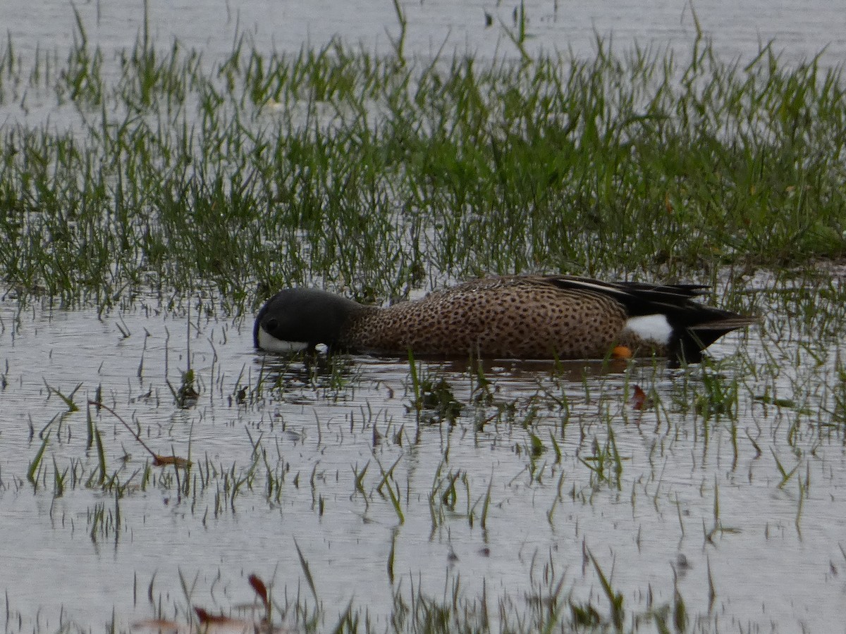 Blue-winged Teal - ML438307341