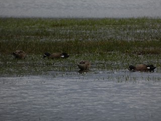 Blue-winged Teal, ML438307551