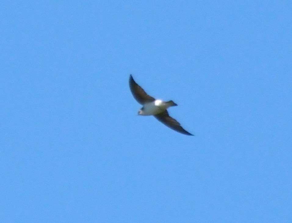 Violet-green Swallow - ML43830861