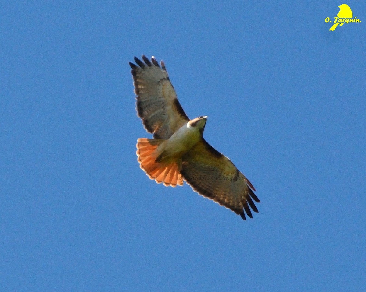 Red-tailed Hawk - Orlando Jarquín