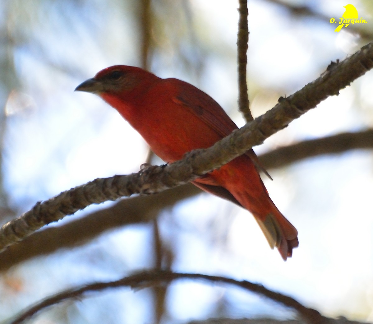 Hepatic Tanager - ML43831341