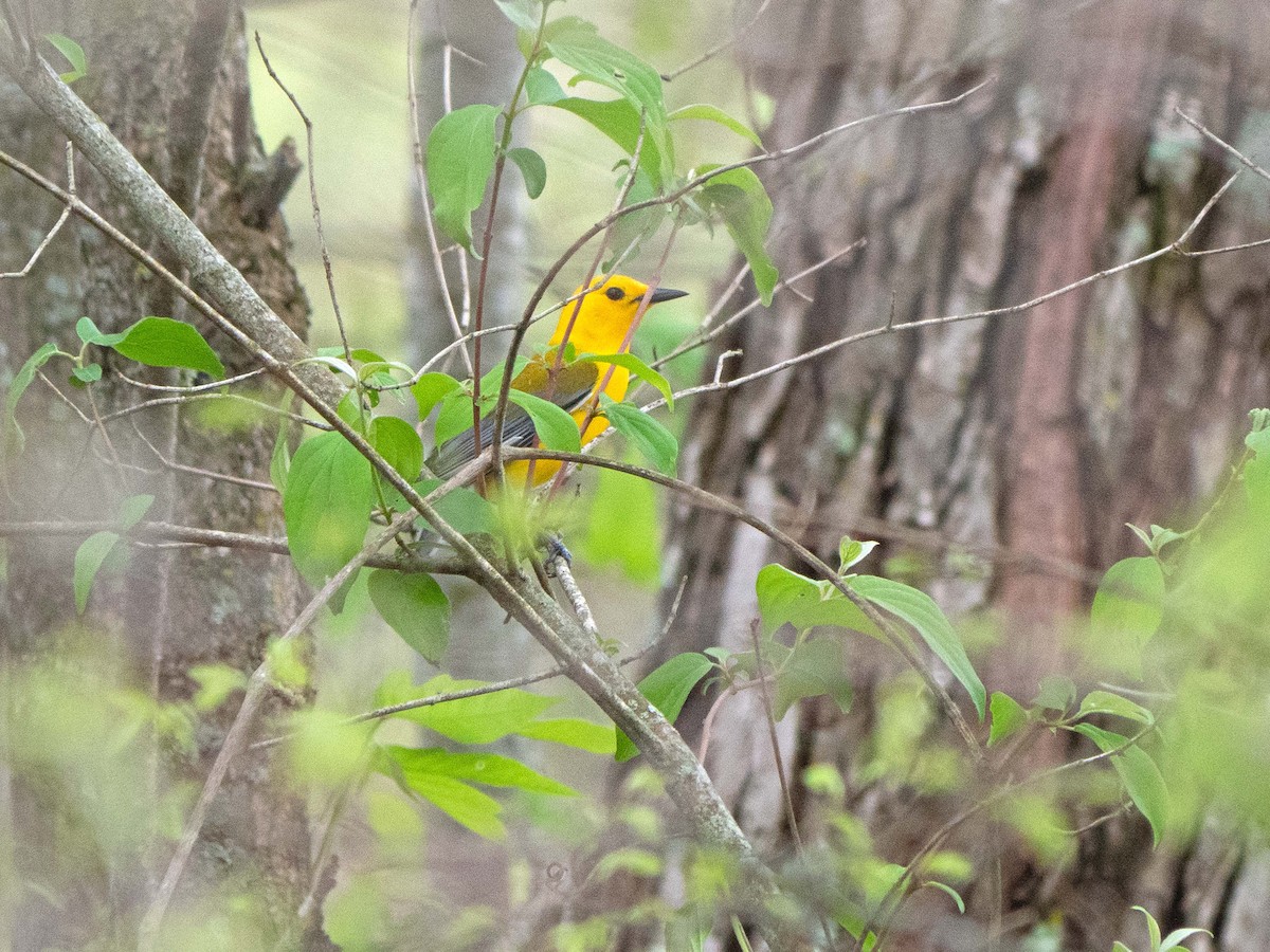 Prothonotary Warbler - ML438318161