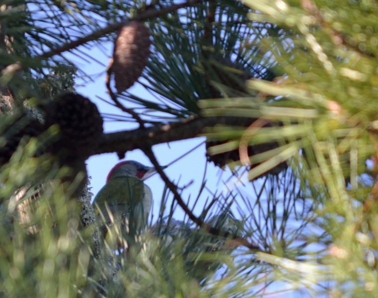 Iberian Green Woodpecker - ML43831851