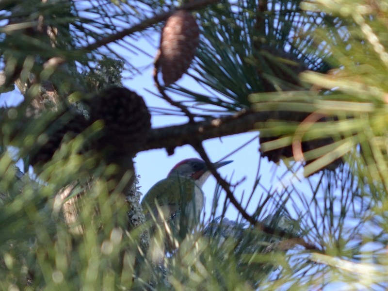Iberian Green Woodpecker - ML43831861