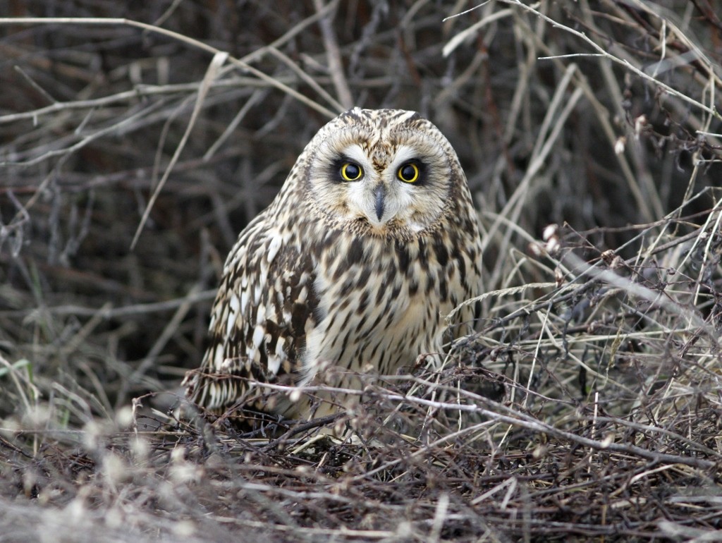 Short-eared Owl - Dave Beeke