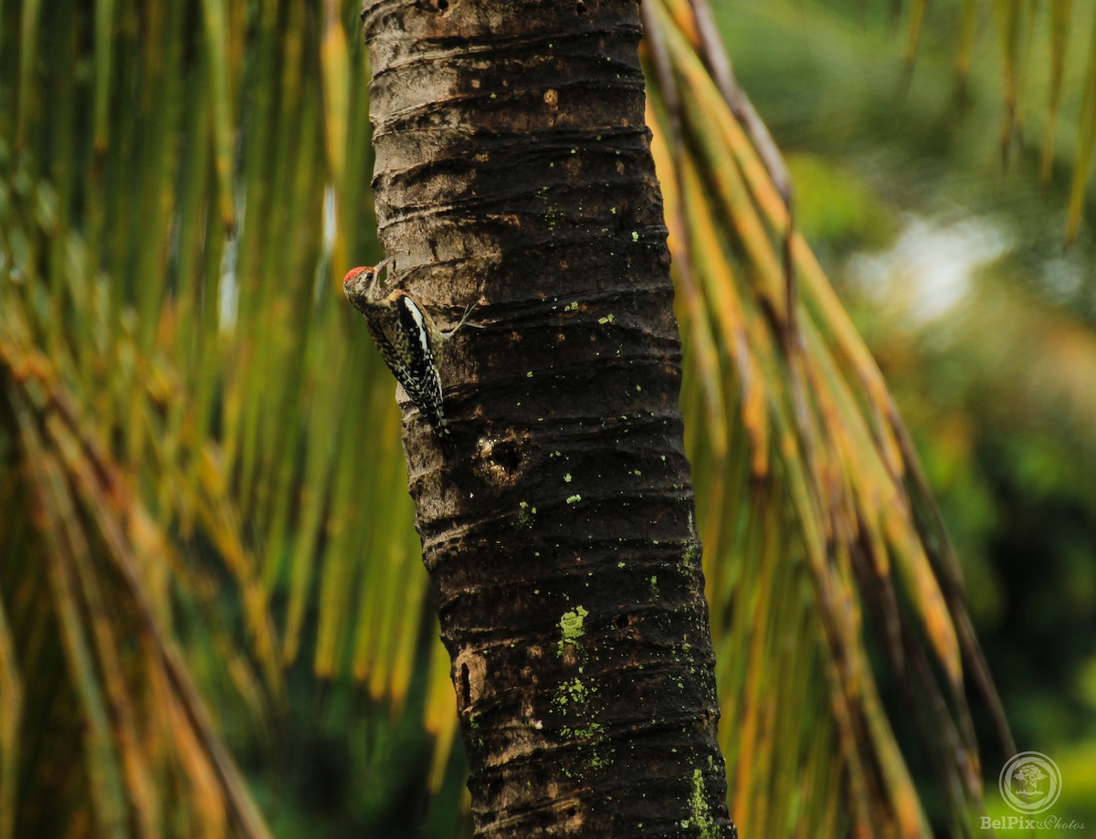 Yellow-bellied Sapsucker - Francis Canto Jr