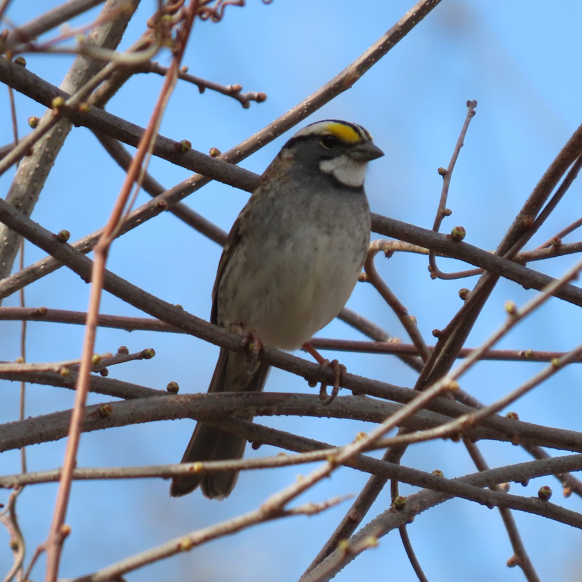 White-throated Sparrow - ML438323701