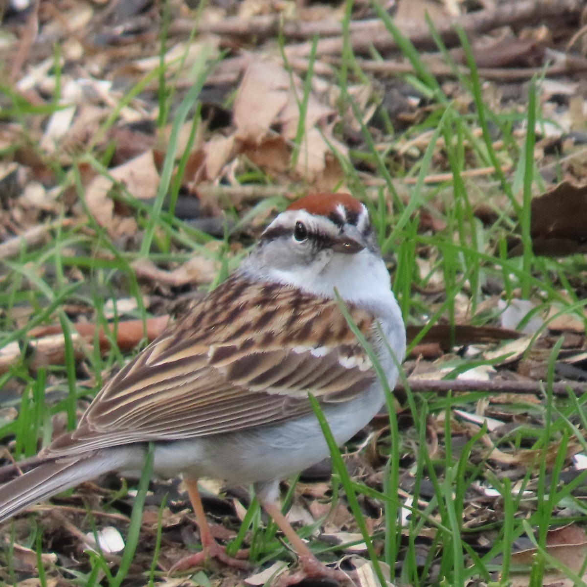 Chipping Sparrow - ML438323861
