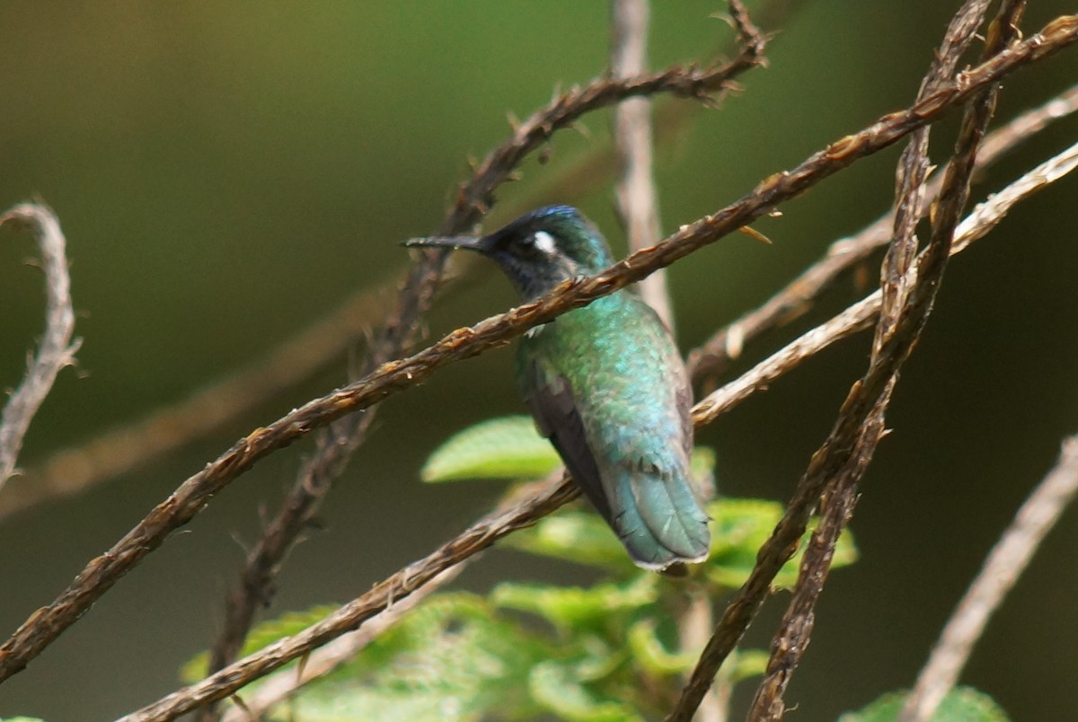 Violet-headed Hummingbird - Robin Oxley 🦉