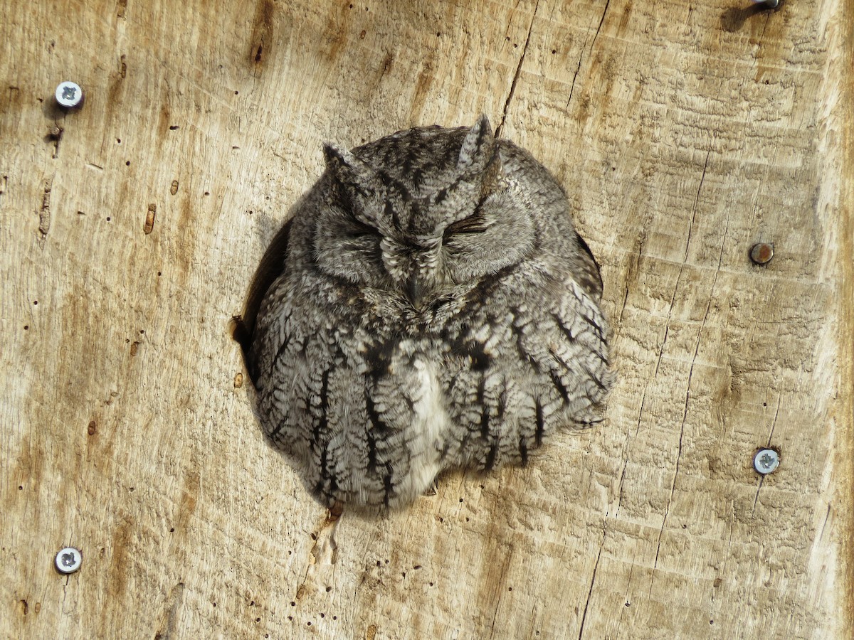 Western Screech-Owl - ML43833121