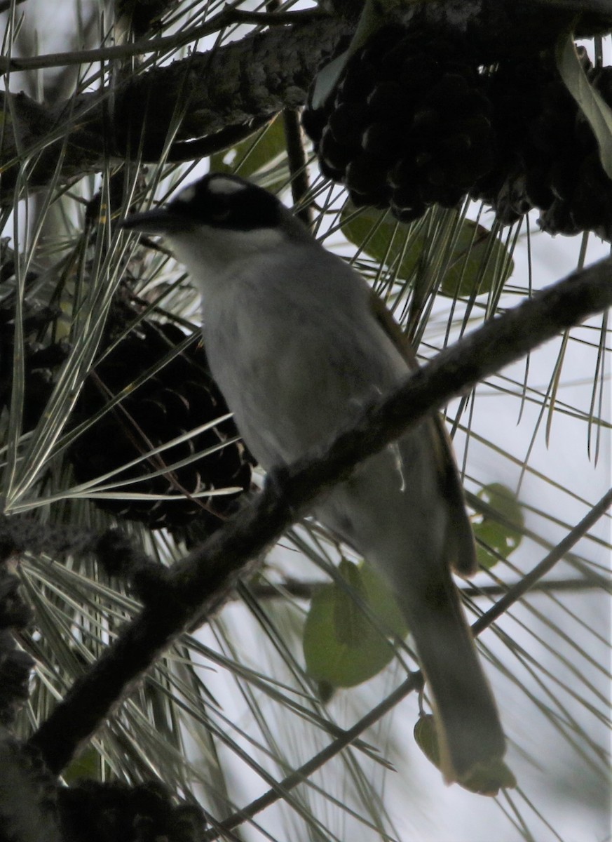 Black-crowned Palm-Tanager - ML438336521