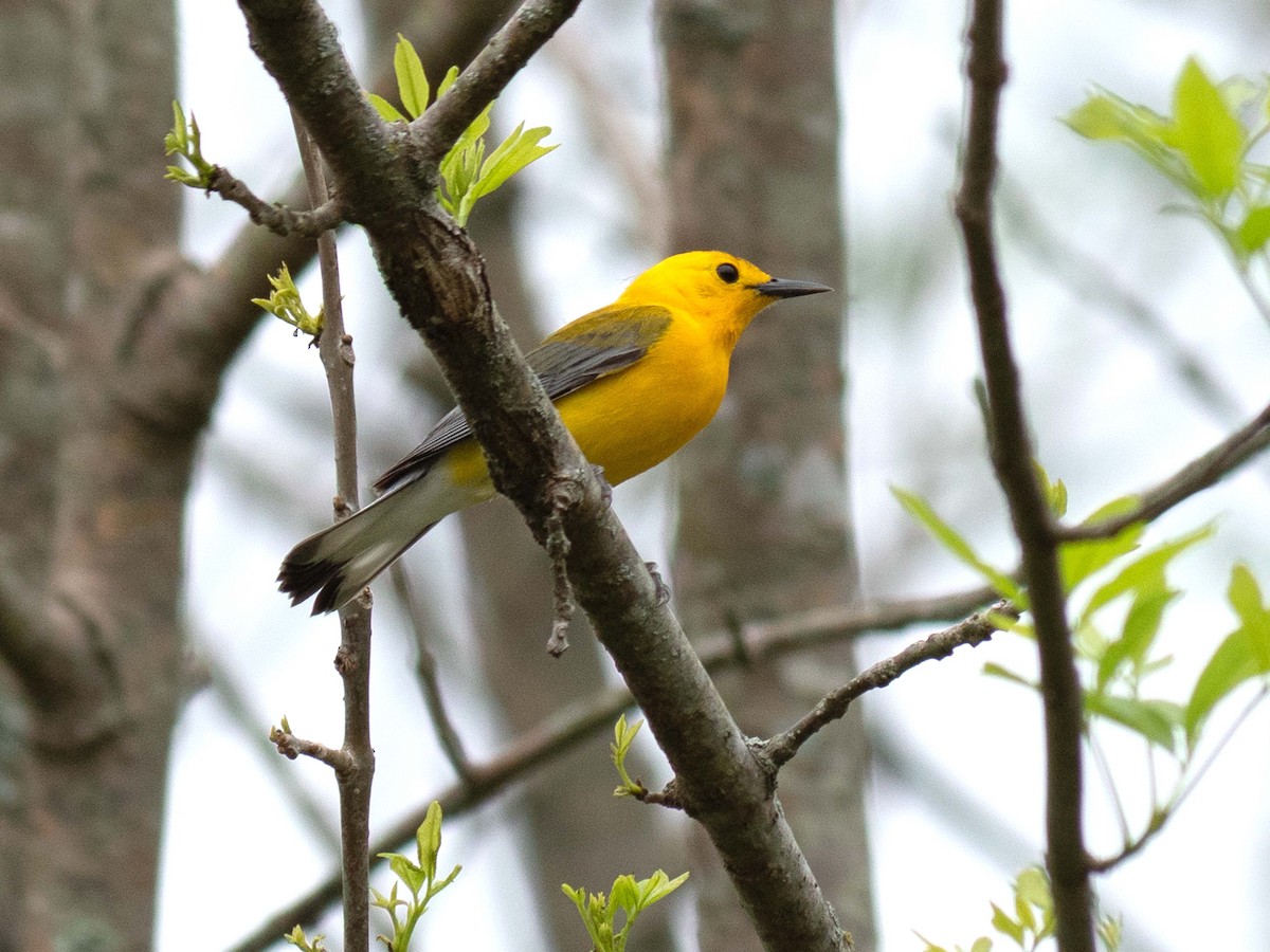 Prothonotary Warbler - ML438340561