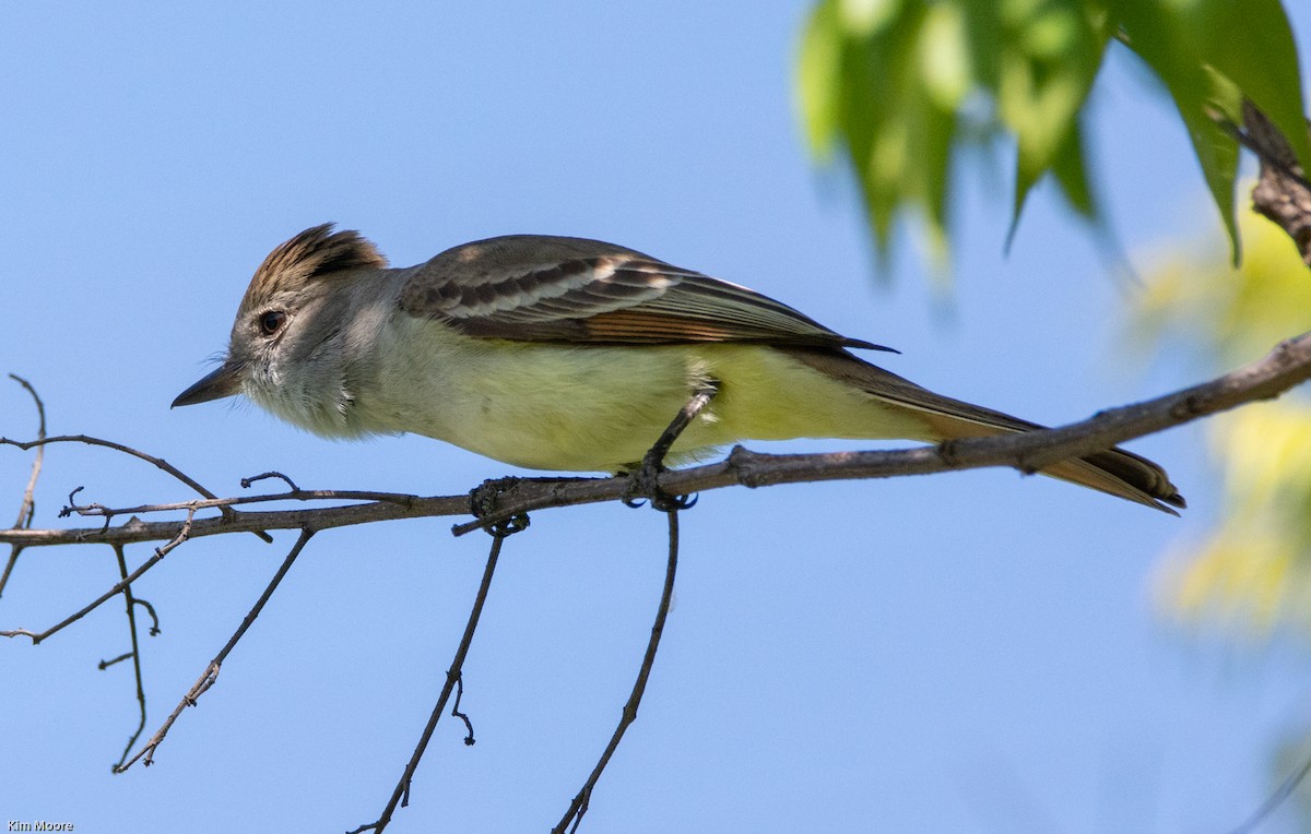 Ash-throated Flycatcher - Kim Moore
